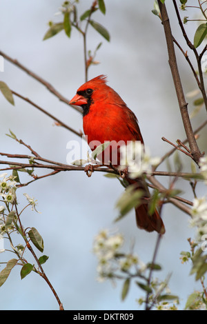 Northern cardinal in blooming serviceberry Stock Photo