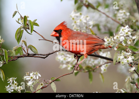 Northern cardinal in blooming serviceberry Stock Photo