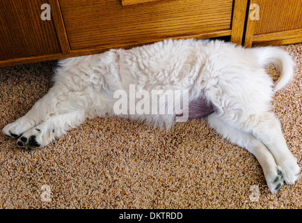 Platinum colored Golden Retriever puppy sleeping with her head hidden under furniture. Stock Photo