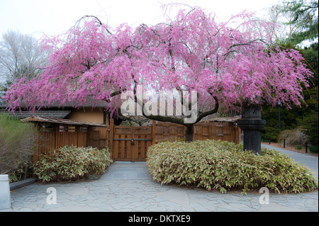 Cherry Blossoms in Japanese Garden, Brooklyn Botanical Garden Stock Photo