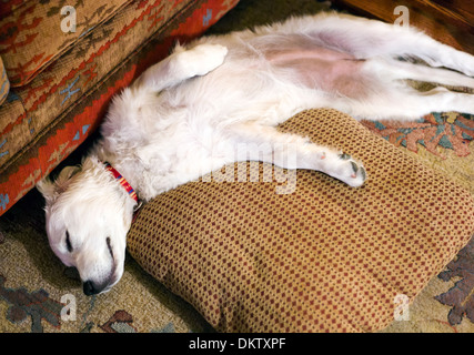 Platinum colored Golden Retriever puppy. Stock Photo