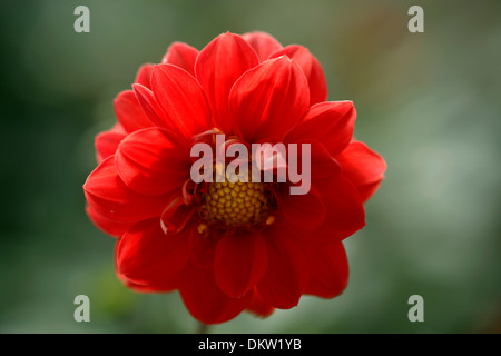 Dahlia red with yellow center Stock Photo - Alamy