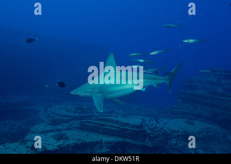 sandbar shark followed by opelu, or mackerel scad, Lehua Rock, off Niihau, Hawaii, USA (Pacific Ocean) Stock Photo