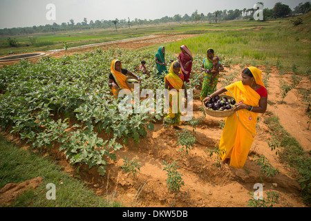 Woman farmers in Bihar State, India. Stock Photo