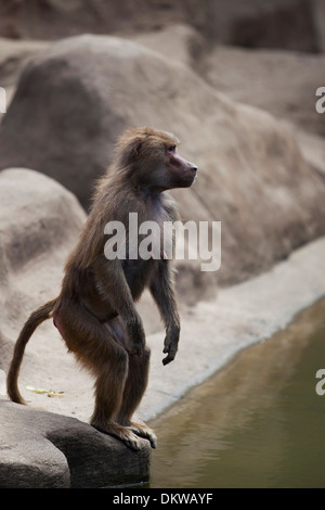 Monkey on the water Stock Photo