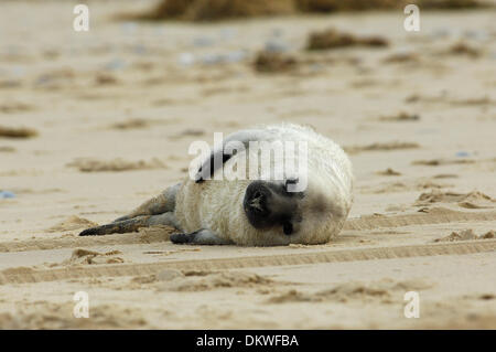 Seal pup manages to struggle back out of sea onto beach after being washed out to sea by high tide & separated from mother, Winterton-On-Sea, Norfolk on Sunday 8th December 2013 Stock Photo