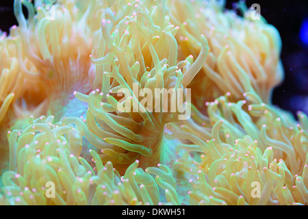 Elegance Coral Catalaphyllia jardinei LPS Stock Photo