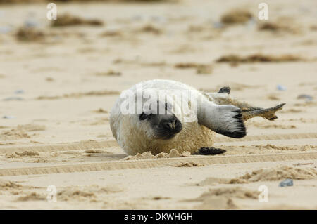 Seal pup manages to struggle back out of sea onto beach after being washed out to sea by high tide & separated from mother, Winterton-On-Sea, Norfolk, England on Sunday 8th December 2013 Stock Photo