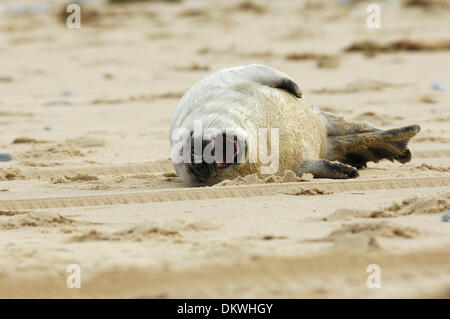 Seal pup manages to struggle back out of sea onto beach after being washed out to sea by high tide & separated from mother, Winterton-On-Sea, Norfolk, England on Sunday 8th December 2013 Stock Photo