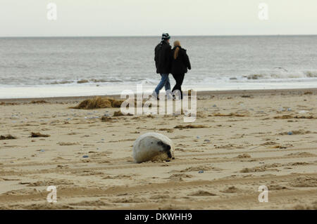 Seal pup manages to struggle back out of sea onto beach after being washed out to sea by high tide & separated from mother,whilst people walk by oblivious, Winterton-On-Sea, Norfolk, England on Sunday 8th December 2013 Stock Photo