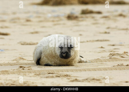 Seal pup manages to struggle back out of sea onto beach after being washed out to sea by high tide & separated from mother, Winterton-On-Sea, Norfolk, England on Sunday 8th December 2013 Stock Photo