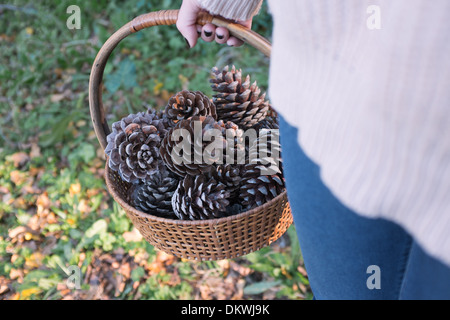 Collecting pine cones in forest Stock Photo