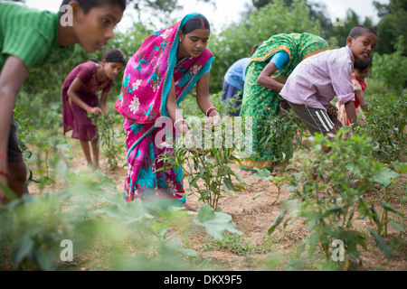 Farmers harvests chilies in Bihar State, India. Stock Photo