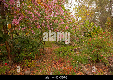 Bauhinia tree in bloom with golden fallen leaves on pathway through sub-tropical garden in Queensland Australia Stock Photo