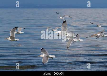 Flock of  California Gulls & Mew Gulls in flight along the coastline at Nanaimo, Vancouver Island, BC, Canada in March Stock Photo