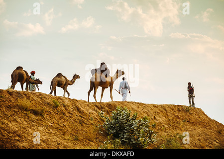 Camel traders, Pushkar India, Rajasthan Stock Photo