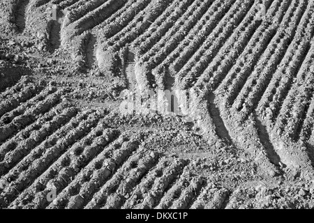 track of tractor on the field Stock Photo