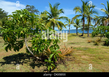 Noni tree, Morinda Citrifolia, with tropical vegetation and the Caribbean sea in background, Panama, Central America Stock Photo