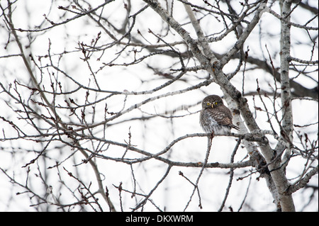 Northern Pygmy-Owl (Glaucidium gnoma), Missoula, Montana Stock Photo