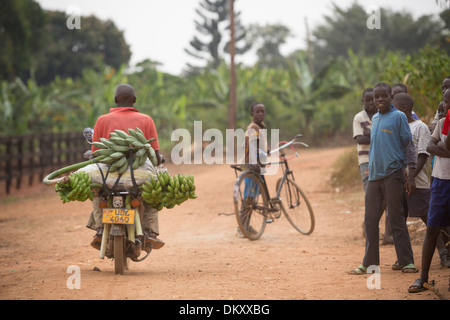 Bananas on the back of a motorcycle near Kampala, Uganda. Stock Photo