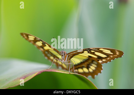Malachite Butterfly: Siproeta stelenes. Butterfly Farm, Devon, England Stock Photo