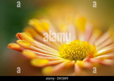 Close-up image of a single Chrysanthemum morifolium 'Starlet' - Korean yellow Chrysanthemum flower Stock Photo