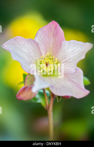 Close-up image of a single pink Helleborus x hybridus 'Walberton's Rosemary flower Stock Photo