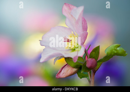 Close-up image of a single pink Helleborus x hybridus 'Walberton's Rosemary flower Stock Photo