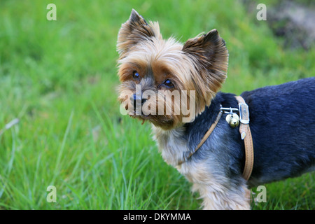 Yorkshire Terrier. Stock Photo