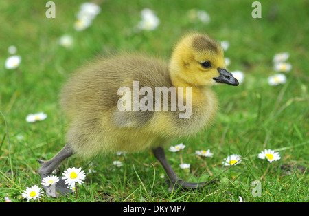 Two day old Canada Geese Duckling Stock Photo