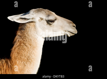 Head and neck of a llama over black background Stock Photo