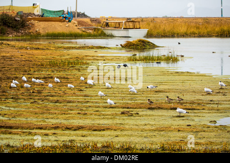 Aquatic seabirds in lake Titicaca National Reservation  Ballestas Islands Peru South America.This birds hunters of fish and Stock Photo