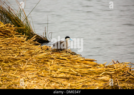 Aquatic seabirds in lake Titicaca National Reservation  Ballestas Islands Peru South America.This birds hunters of fish and Stock Photo