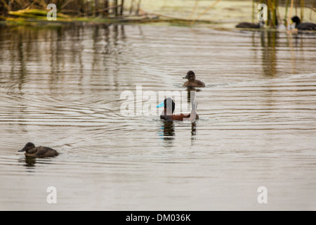 Aquatic seabirds in lake Titicaca National Reservation  Ballestas Islands Peru South America.This birds hunters of fish and Stock Photo