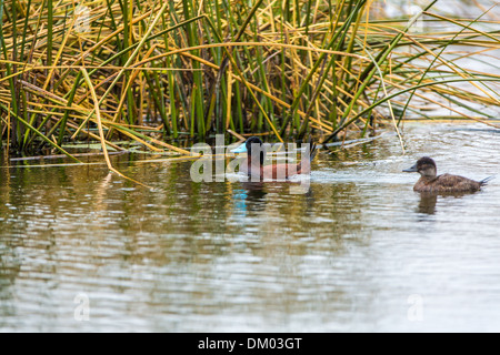 Aquatic seabirds in lake Titicaca National Reservation  Ballestas Islands Peru South America.This birds hunters of fish and Stock Photo