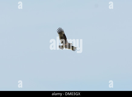beautiful alone Greater Spotted Eagle (Aquila clanga) flying in the sky Stock Photo