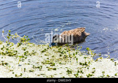 Aquatic seabirds in lake Titicaca National Reservation  Ballestas Islands Peru South America.This birds hunters of fish and Stock Photo