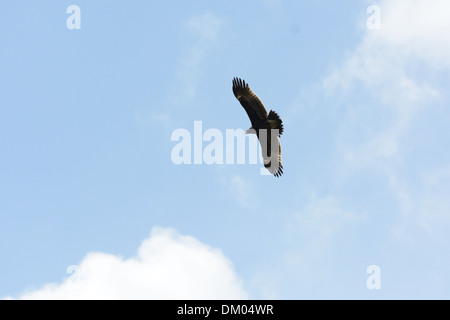 beautiful alone Greater Spotted Eagle (Aquila clanga) flying in the sky Stock Photo