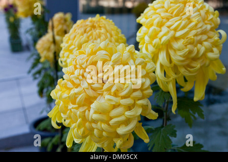 Yellow Japanese Chrysanthemum flowers (Chrysanthemum japonicum) Stock Photo