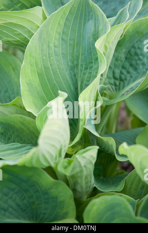 HOSTA TARDIANA GROUP JUNE Stock Photo