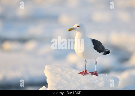 Slaty-backed Gull (Larus schistisagus) standing on ice at pack ice, Rausu, Hokkaido, Japan. Stock Photo
