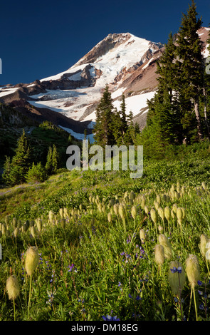 OREGON - Western pasque flower and lupine blooming at Elk Cove in the Mount Hood Wilderness area. Stock Photo