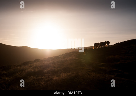 Wild horses trotting up the hill against the sunset at Cardingmill Valley, Long Mynd, Shropshire, England Stock Photo