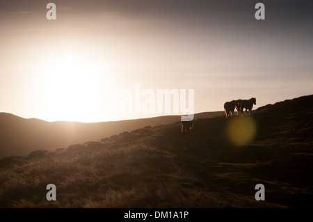 Wild horses trotting up the hill at Cardingmill Valley, Long Mynd, Shropshire, England Stock Photo