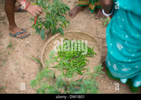 Farmers harvest chilies in Bihar State, India. Stock Photo