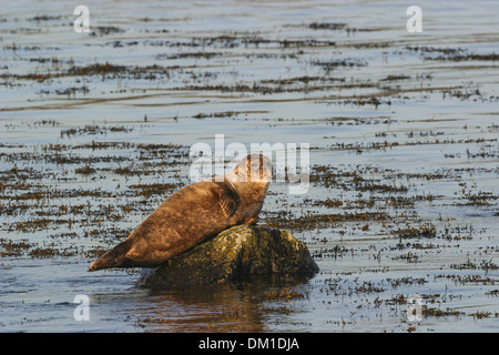 Common Seal also known as Harbor (or Harbour) Seal Phoca vitulina, Shetland, Scotland Stock Photo