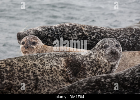 Common Seal also known as Harbor (or Harbour) Seal Phoca vitulina, Shetland, Scotland Stock Photo