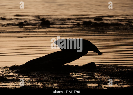 Common Seal also known as Harbor (or Harbour) Seal Phoca vitulina, Shetland, Scotland Stock Photo