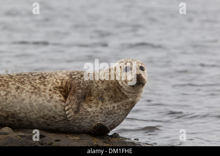 Common Seal also known as Harbor (or Harbour) Seal Phoca vitulina, Shetland, Scotland Stock Photo