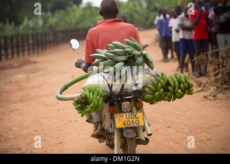 Bananas on the back of a motorcycle near Kampala, Uganda. Stock Photo